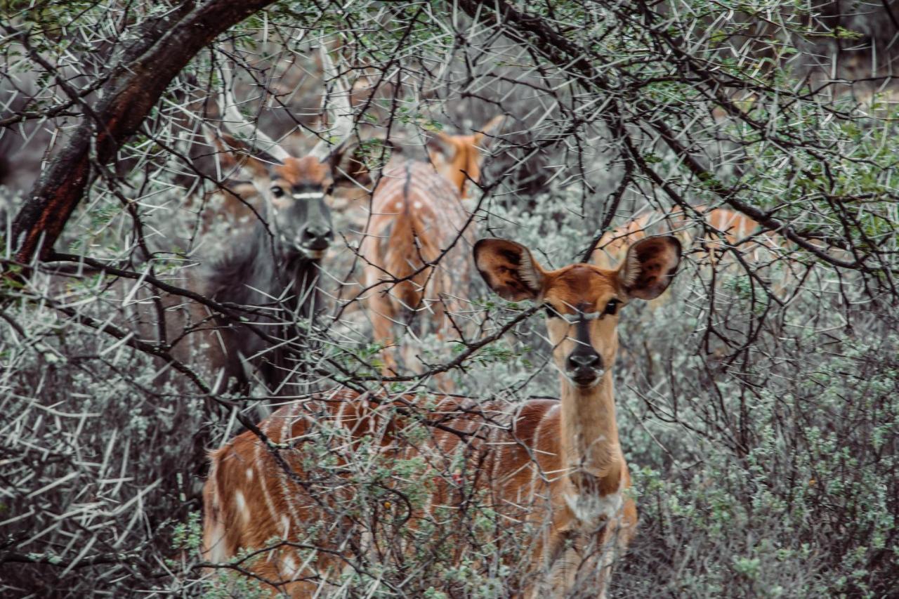 Wildehondekloof Game Lodge Matjiesrivier  Esterno foto