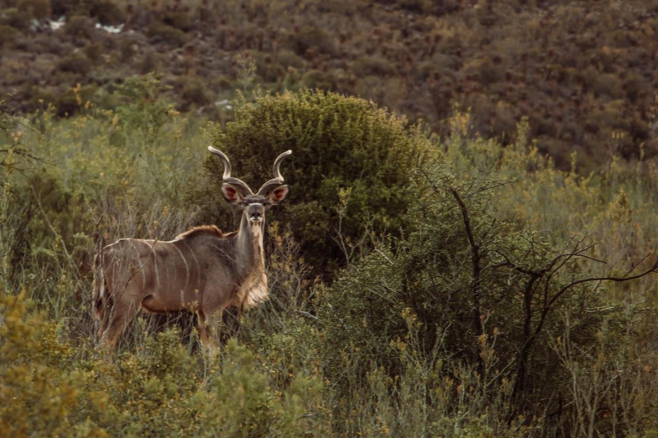 Wildehondekloof Game Lodge Matjiesrivier  Esterno foto