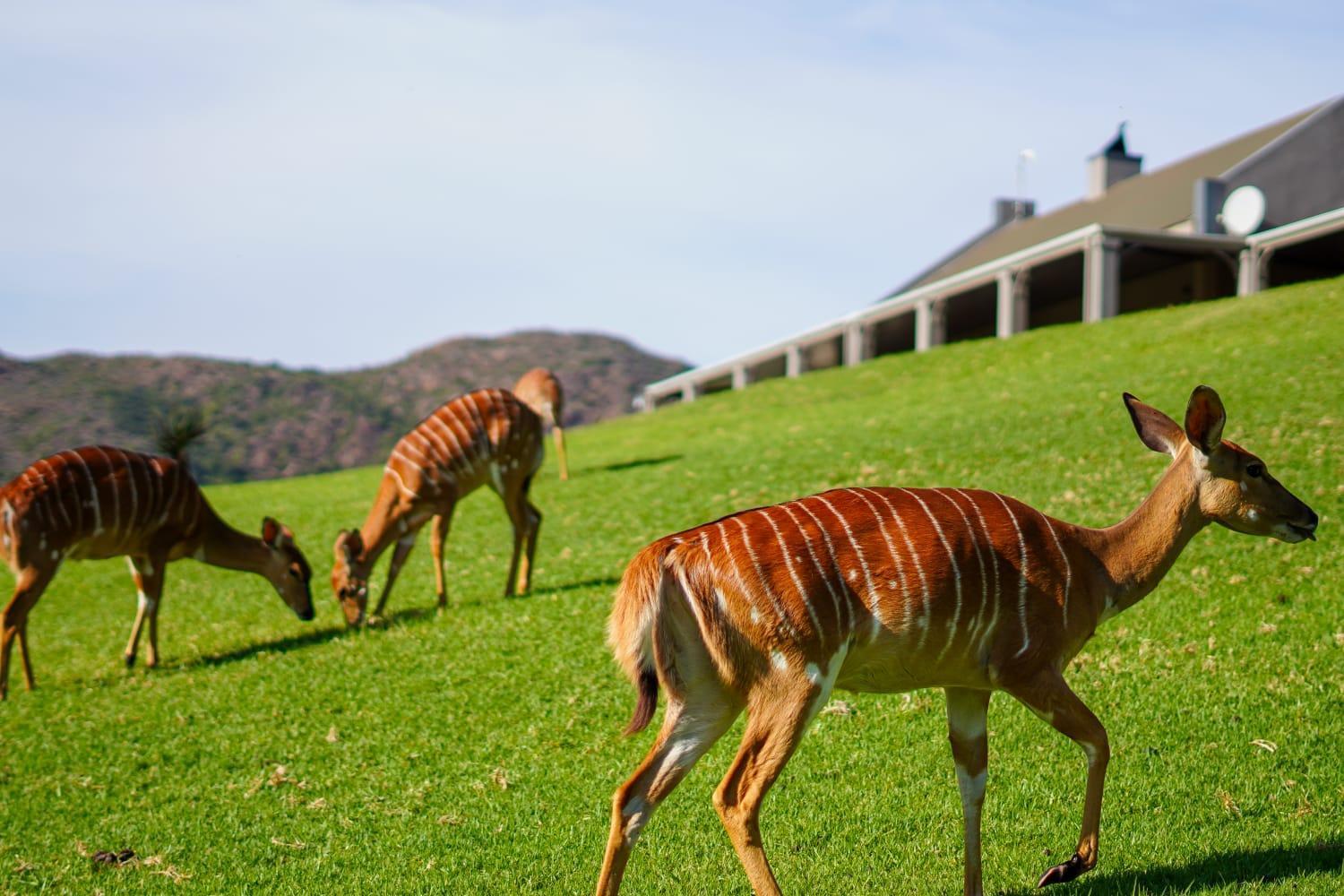 Wildehondekloof Game Lodge Matjiesrivier  Esterno foto