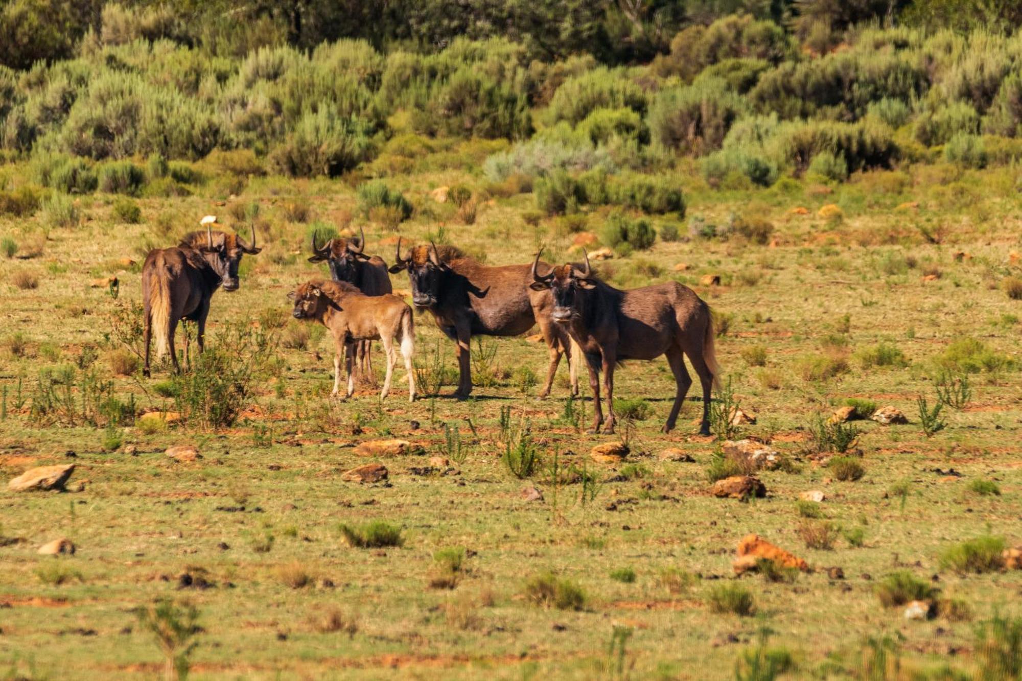 Wildehondekloof Game Lodge Matjiesrivier  Esterno foto