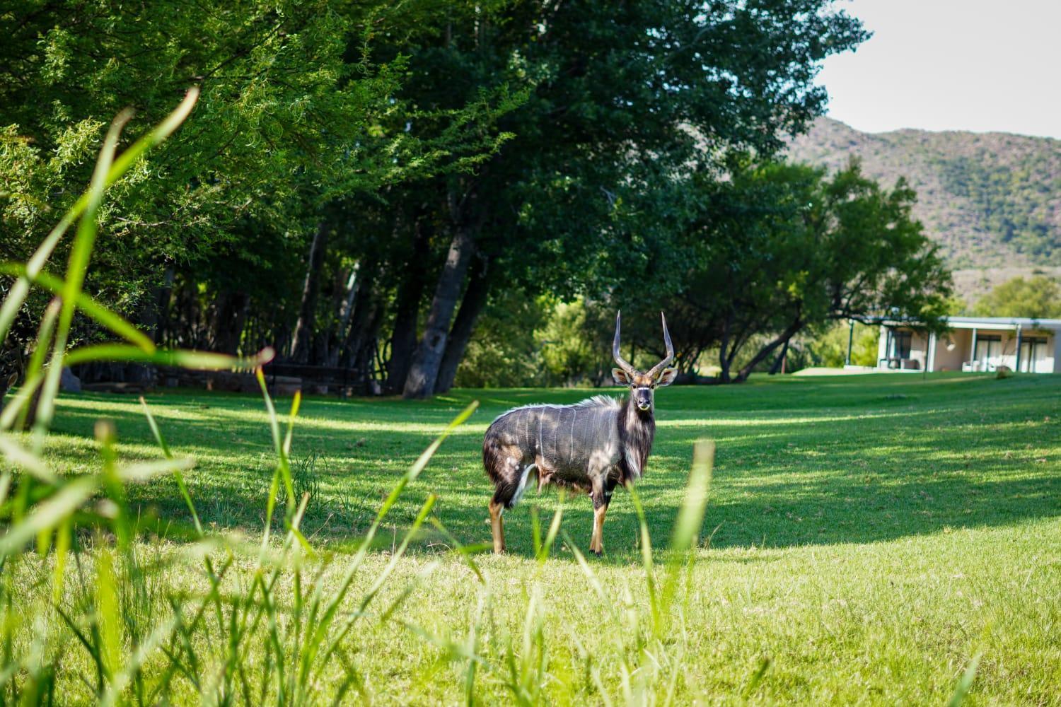 Wildehondekloof Game Lodge Matjiesrivier  Esterno foto