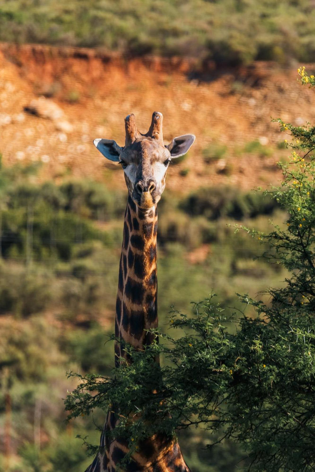 Wildehondekloof Game Lodge Matjiesrivier  Esterno foto