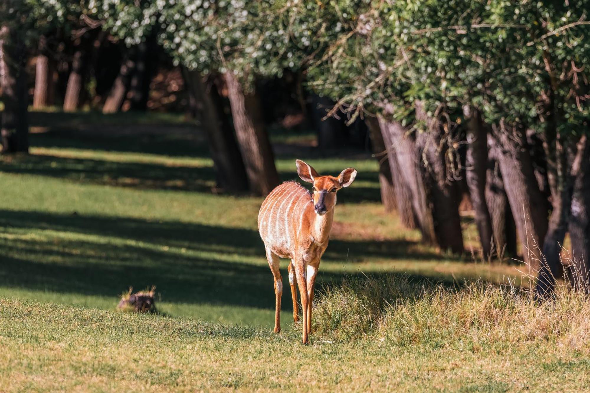 Wildehondekloof Game Lodge Matjiesrivier  Esterno foto