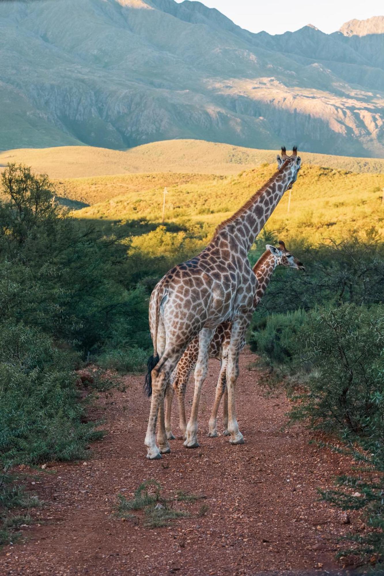 Wildehondekloof Game Lodge Matjiesrivier  Esterno foto