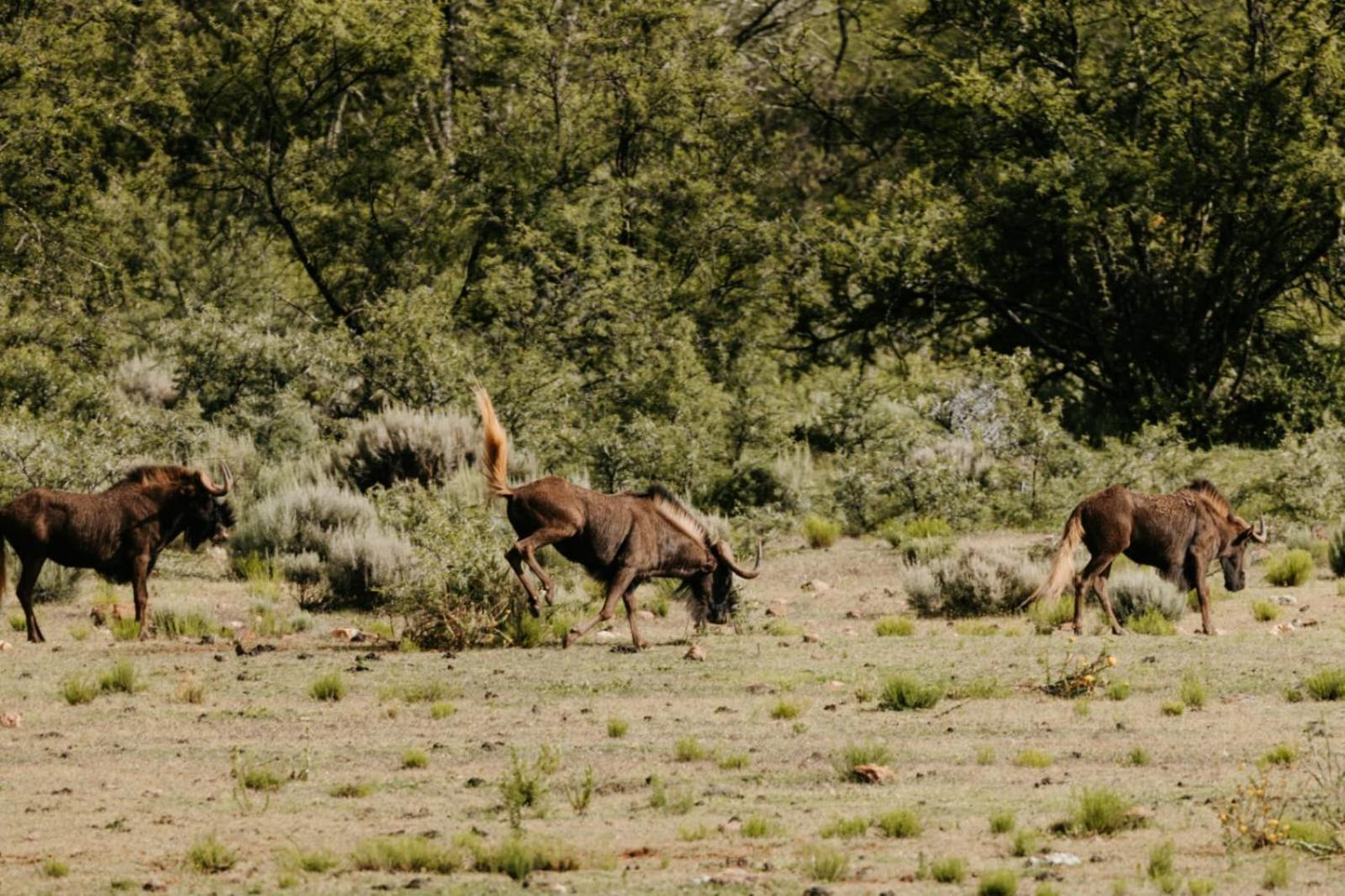 Wildehondekloof Game Lodge Matjiesrivier  Esterno foto