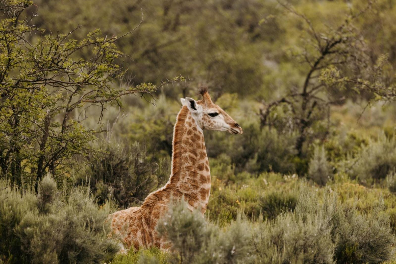 Wildehondekloof Game Lodge Matjiesrivier  Esterno foto