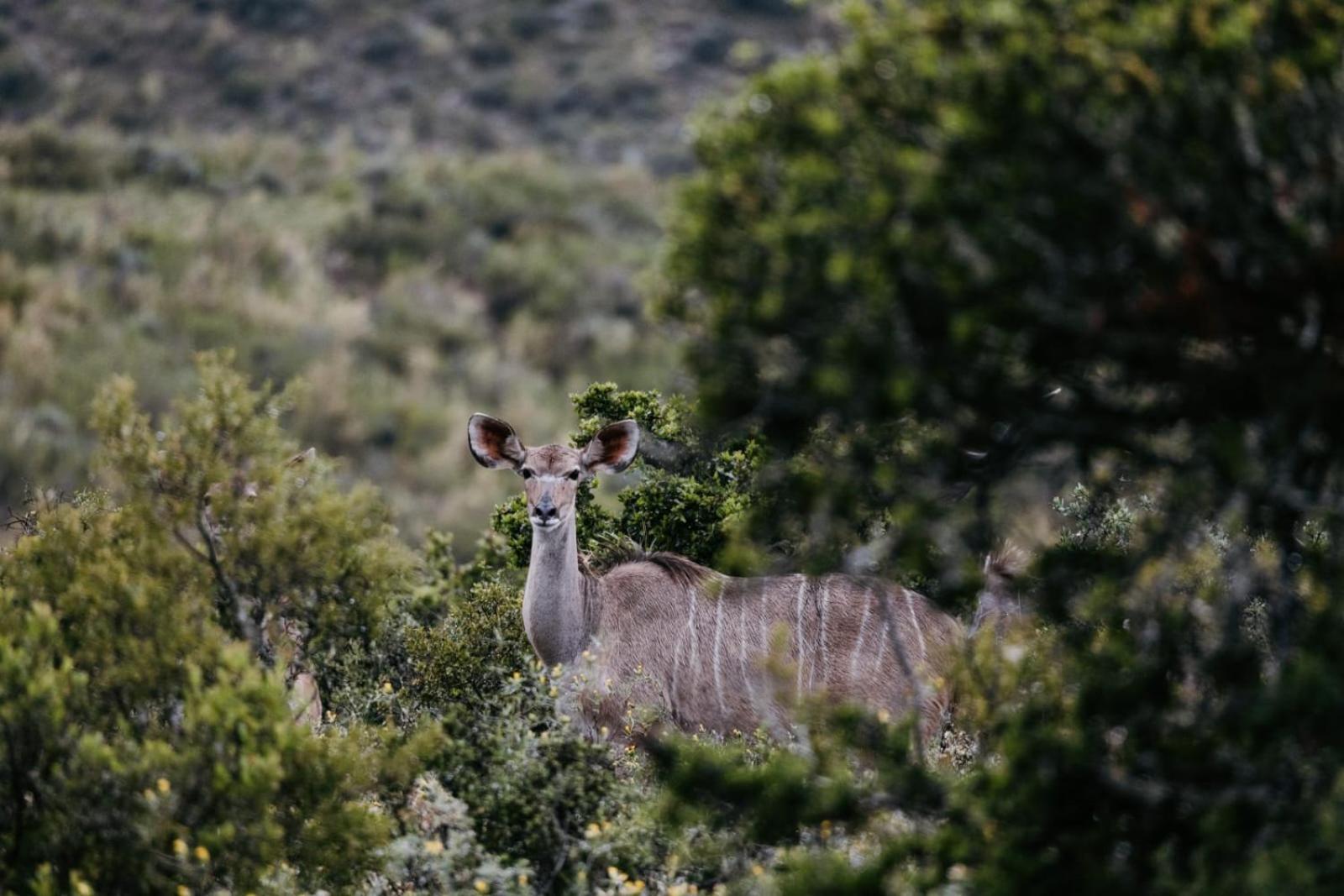 Wildehondekloof Game Lodge Matjiesrivier  Esterno foto