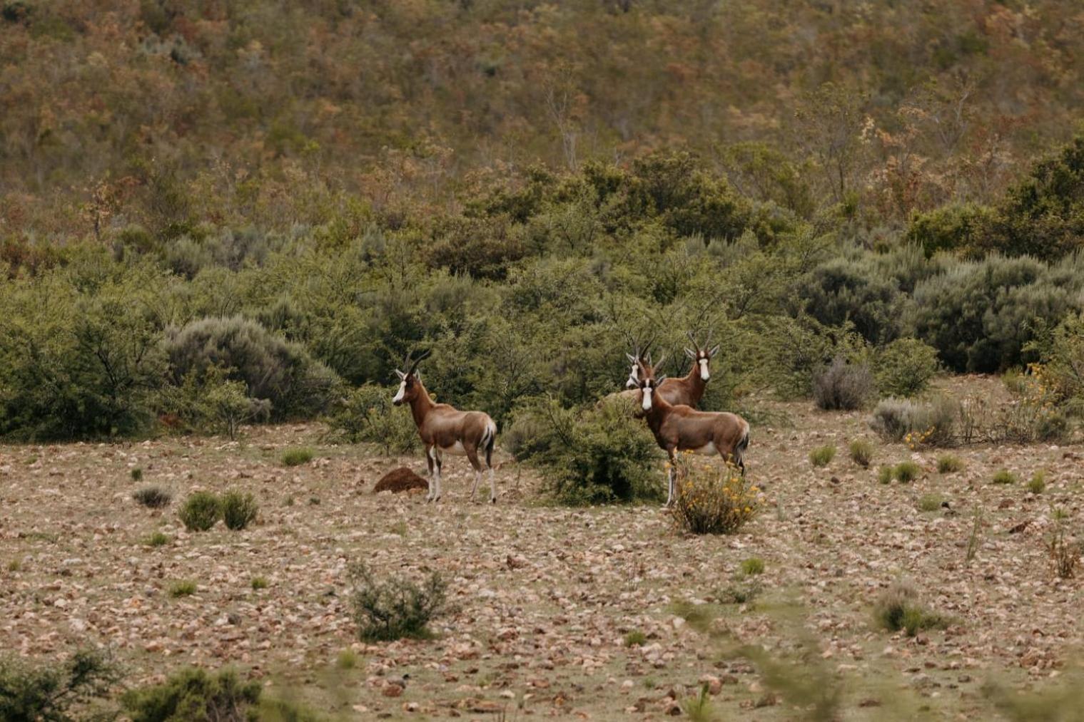 Wildehondekloof Game Lodge Matjiesrivier  Esterno foto