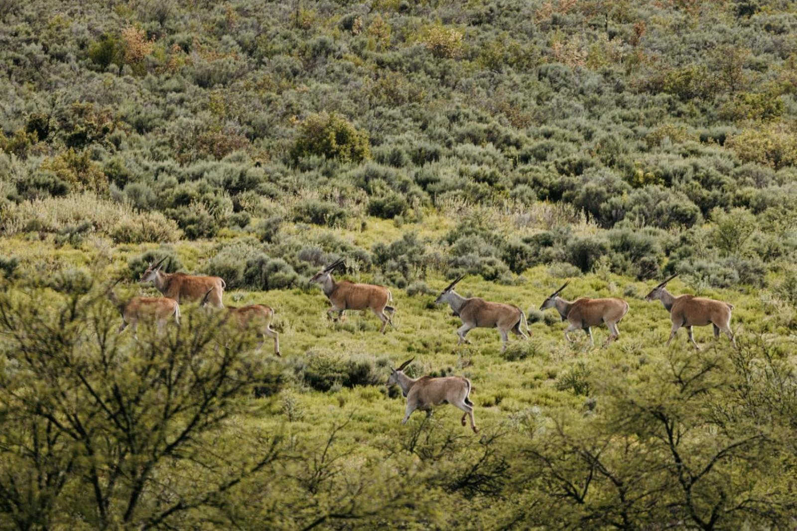 Wildehondekloof Game Lodge Matjiesrivier  Esterno foto