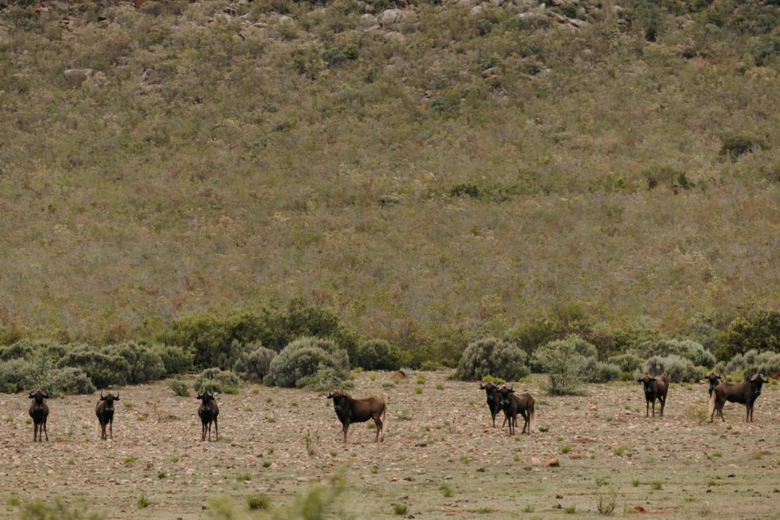 Wildehondekloof Game Lodge Matjiesrivier  Esterno foto