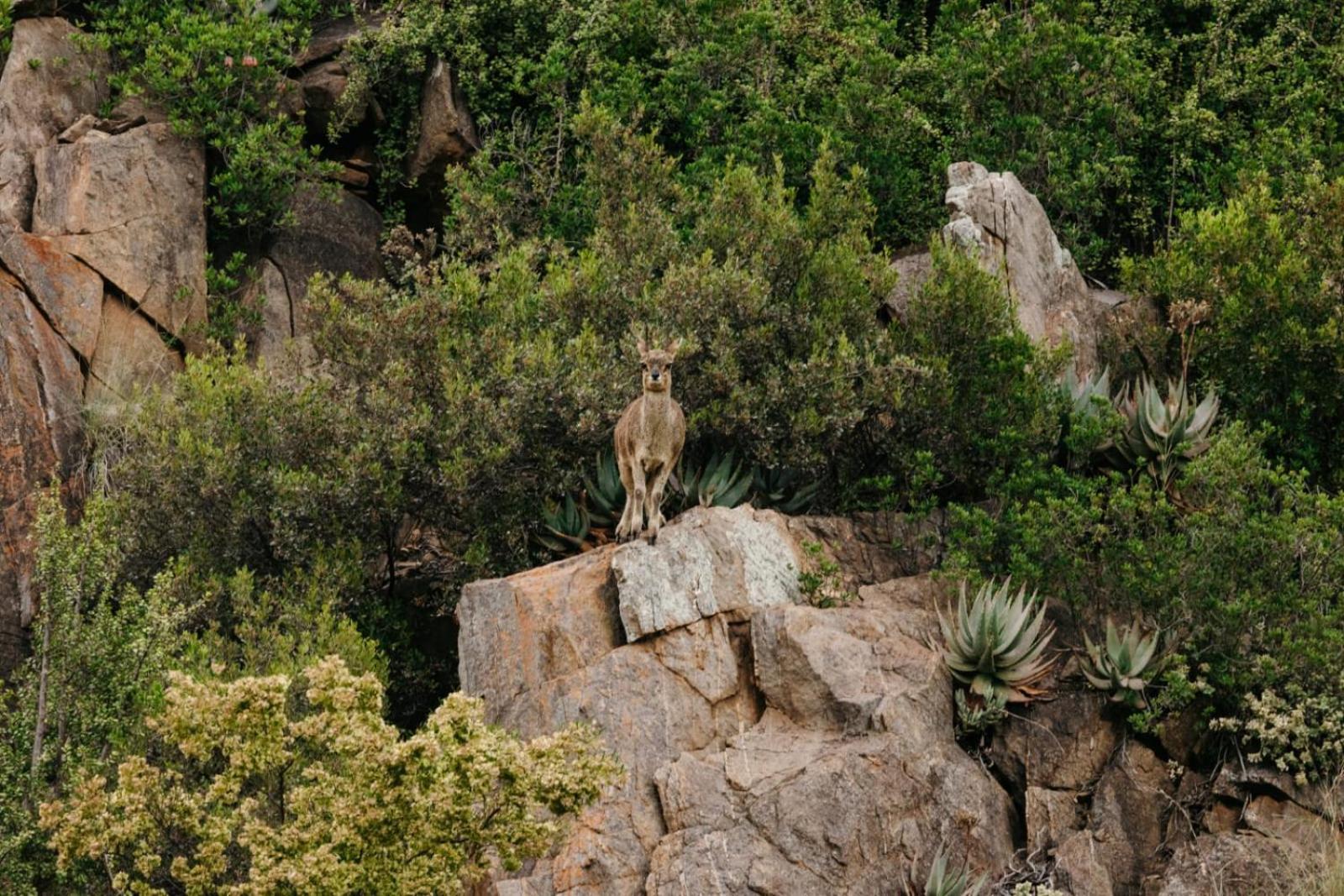 Wildehondekloof Game Lodge Matjiesrivier  Esterno foto