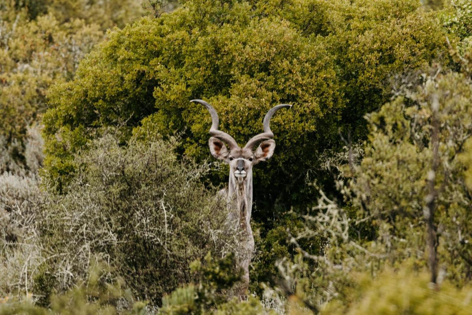 Wildehondekloof Game Lodge Matjiesrivier  Esterno foto