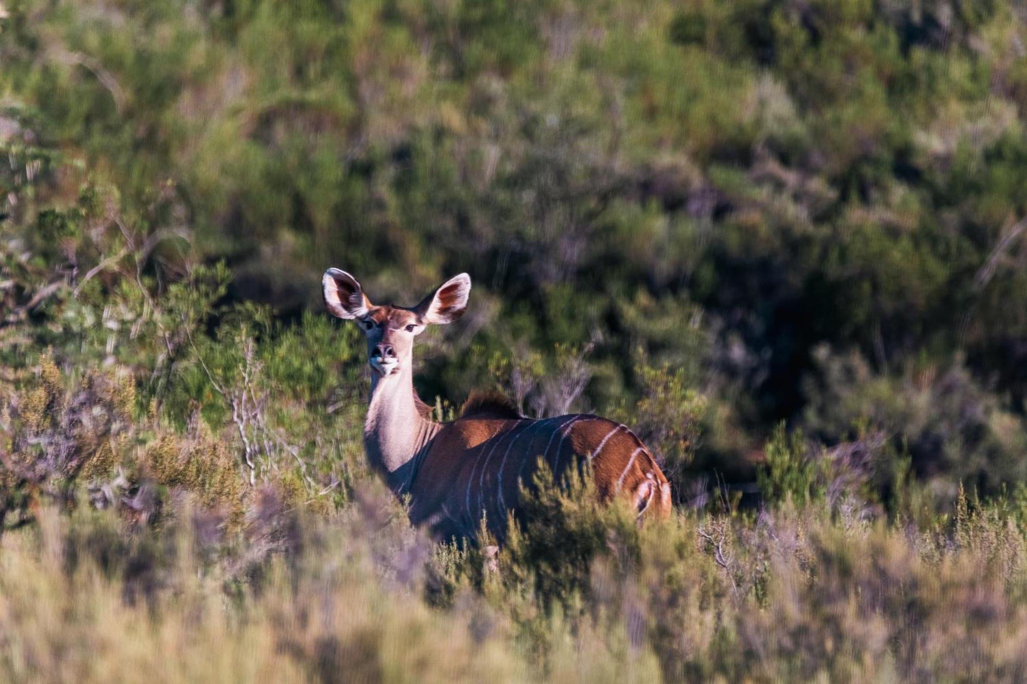 Wildehondekloof Game Lodge Matjiesrivier  Esterno foto