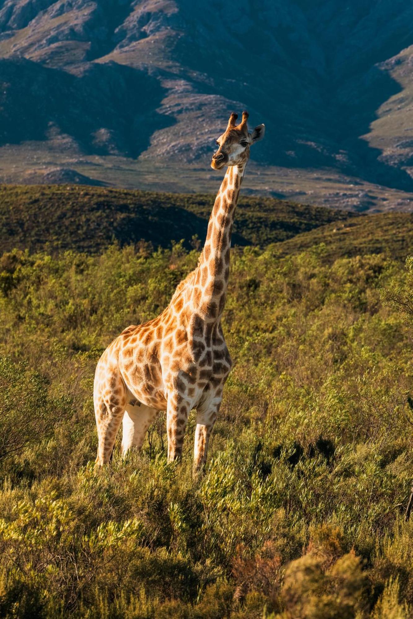 Wildehondekloof Game Lodge Matjiesrivier  Esterno foto