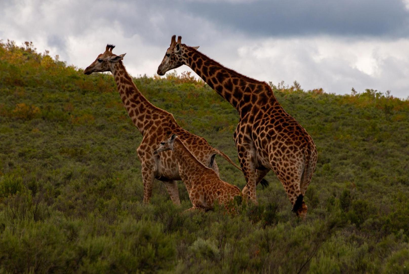 Wildehondekloof Game Lodge Matjiesrivier  Esterno foto