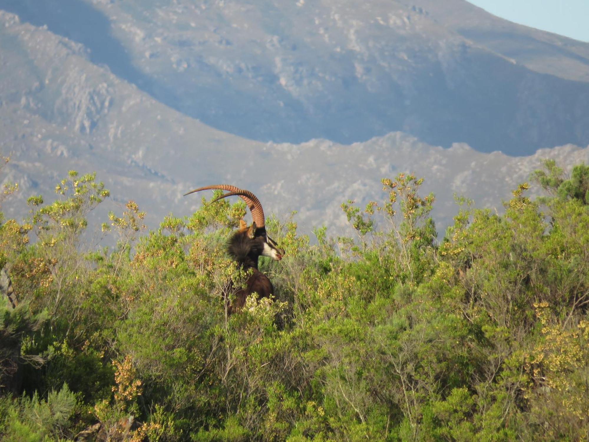 Wildehondekloof Game Lodge Matjiesrivier  Esterno foto