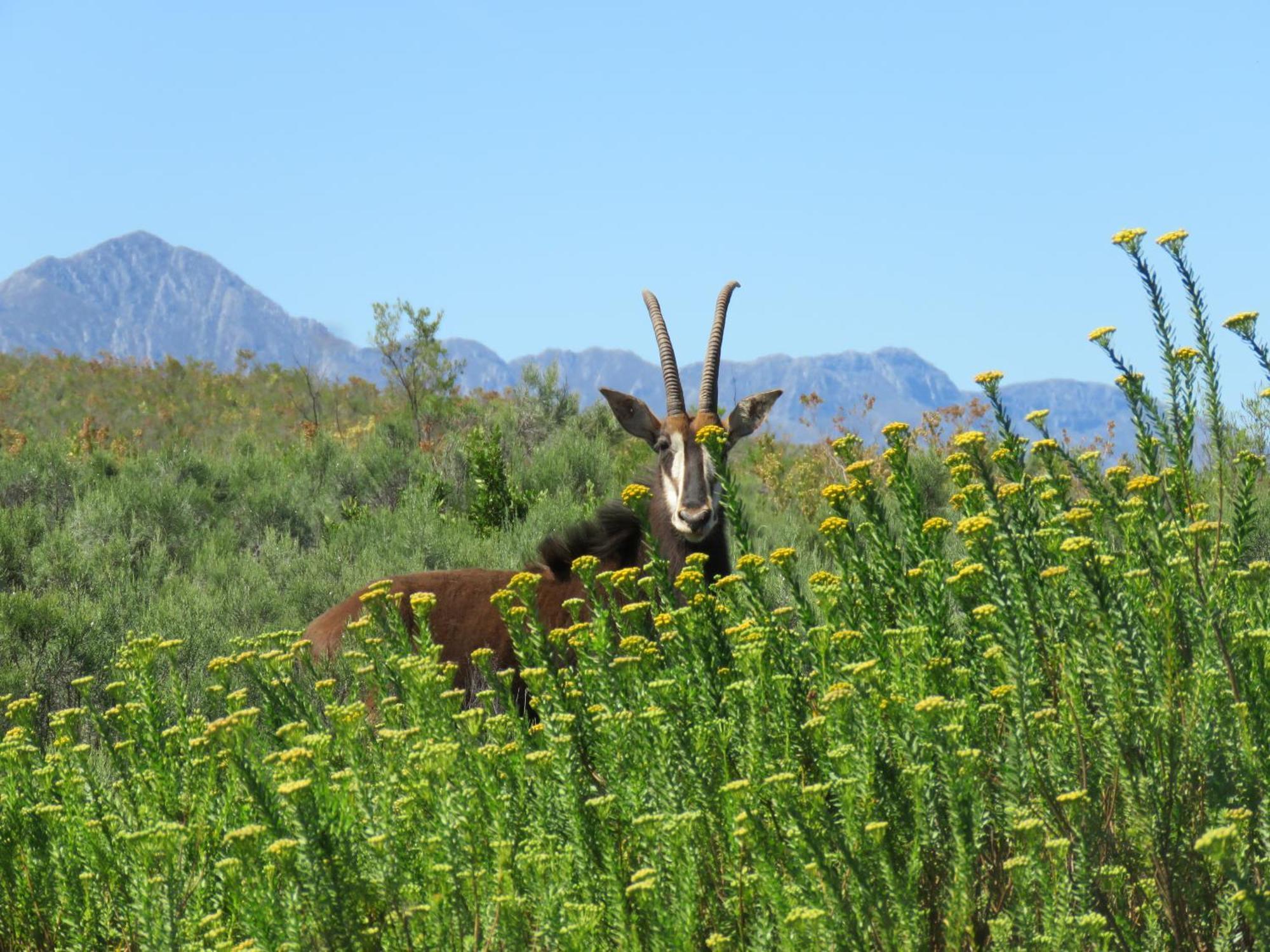 Wildehondekloof Game Lodge Matjiesrivier  Esterno foto