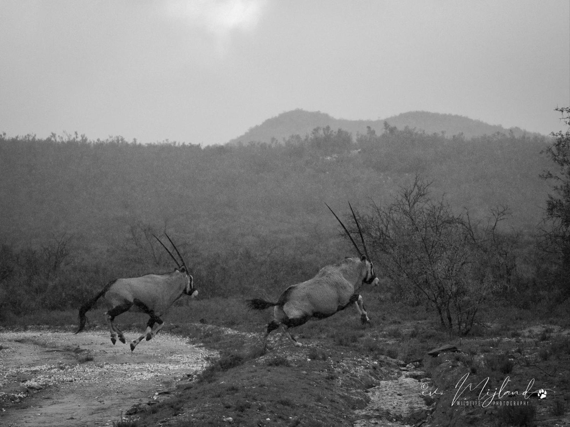 Wildehondekloof Game Lodge Matjiesrivier  Esterno foto