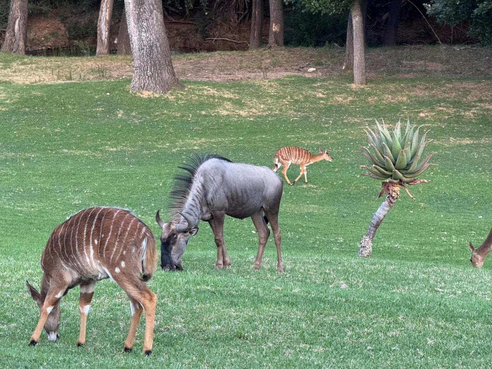 Wildehondekloof Game Lodge Matjiesrivier  Esterno foto