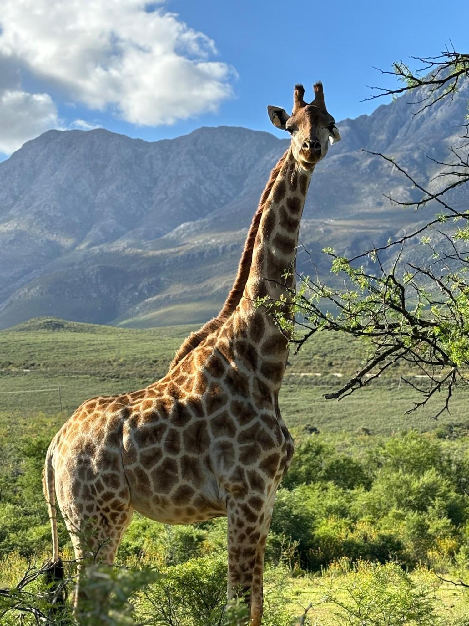 Wildehondekloof Game Lodge Matjiesrivier  Esterno foto