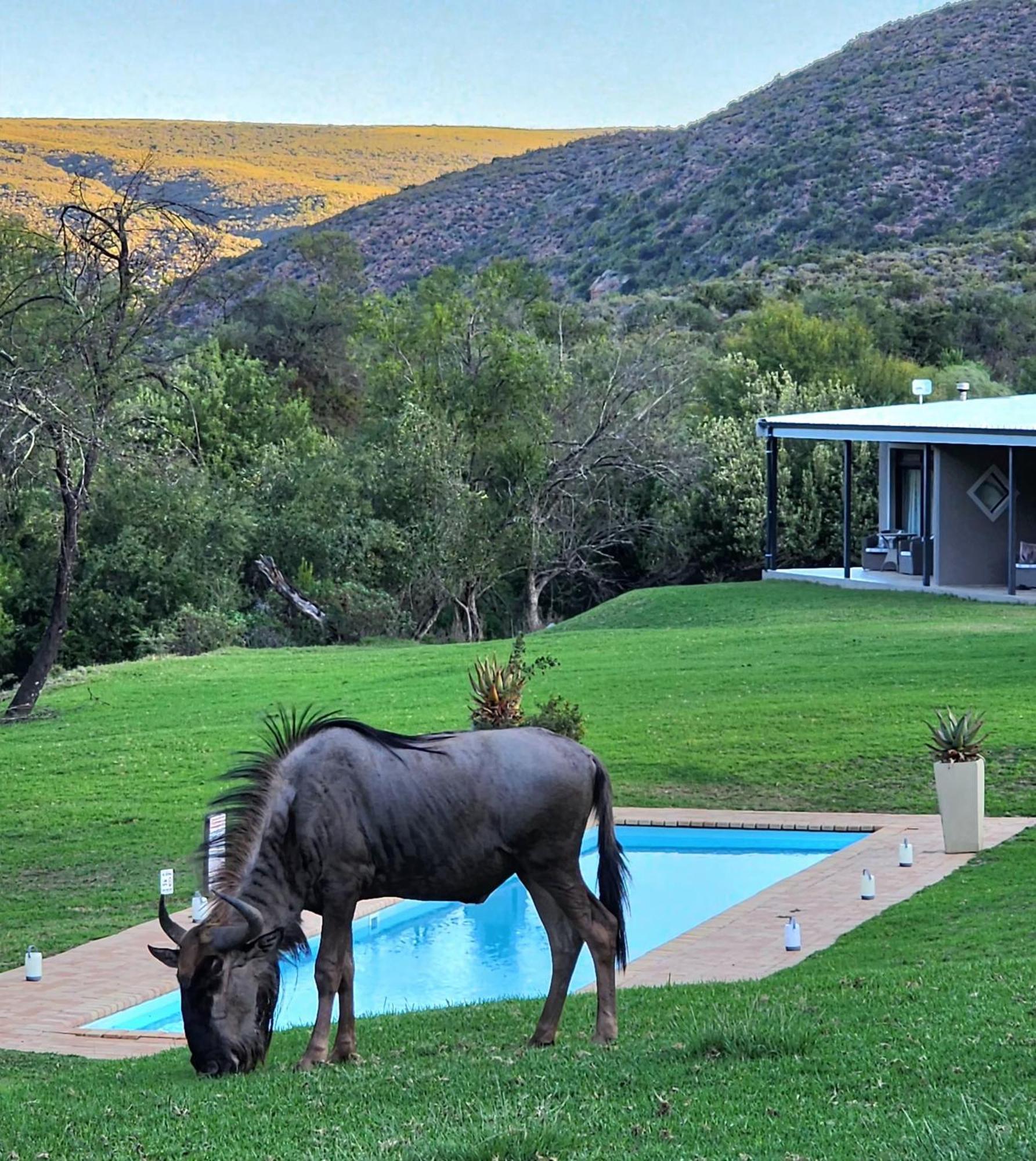 Wildehondekloof Game Lodge Matjiesrivier  Esterno foto