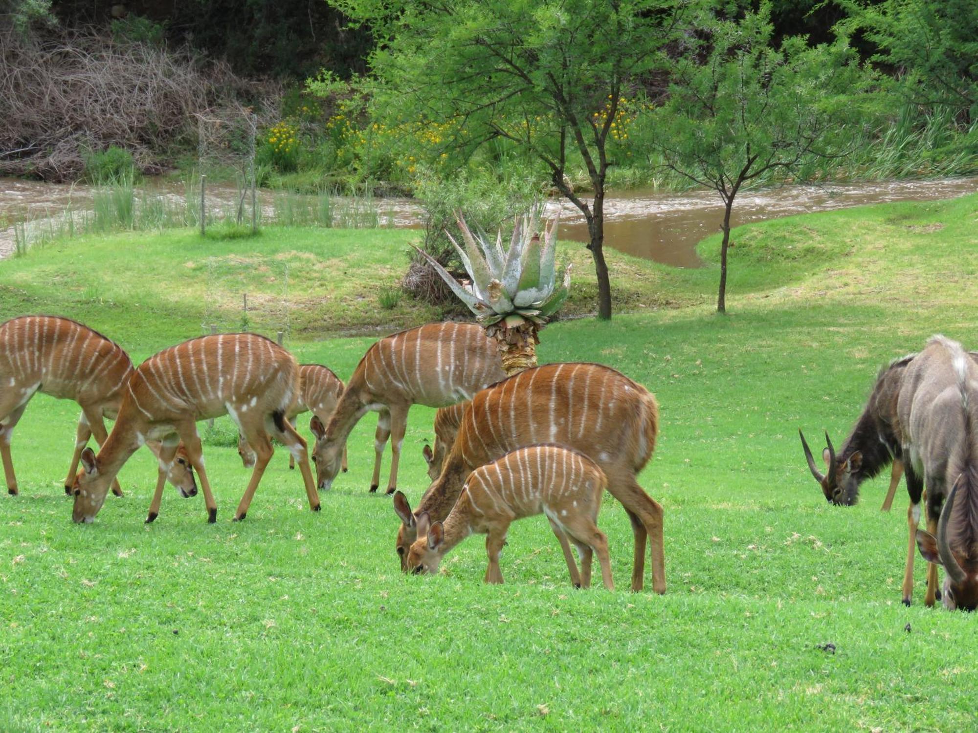 Wildehondekloof Game Lodge Matjiesrivier  Esterno foto